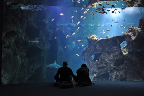la rochelle aquarium